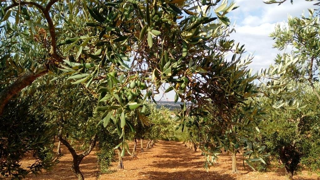Why Olive Farming in Turkey Is a Smart Investment